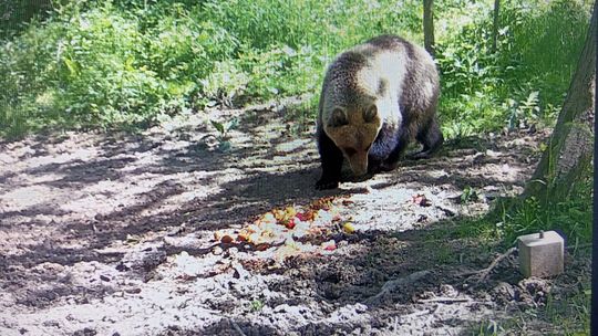 W podtarnowskich lasach pojawił się niedźwiedź brunatny