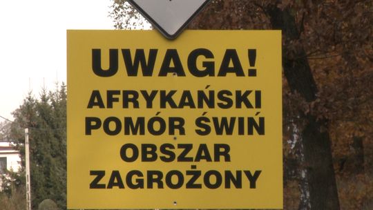 Afrykański Pomór Świń w powiecie tarnowskim został zwalczony