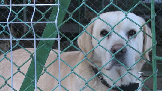 Akcja Mrozy w Tarnowie: podaruj ciepło psom w najzimniejsze dni