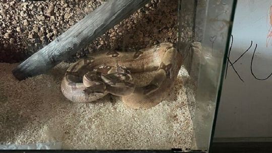 Boa dusiciel opuścił terrarium w centrum Tarnowa. Interweniowali strażacy! Boa dusiciel opuścił terrarium w centrum Tarnowa. Interweniowali strażacy!