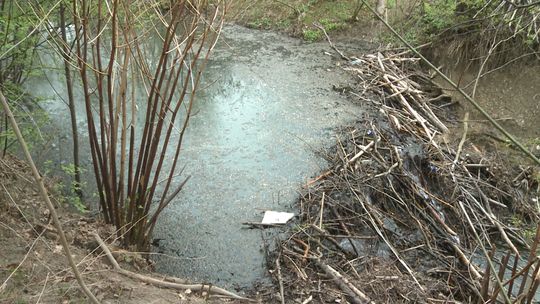 Bobrzy problem na osiedlu Rzędzin w Tarnowie. Wielokrotnie interweniowały tam służby 