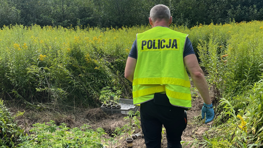 Brzescy kryminalni zlikwidowali plantację konopi indyjskich!