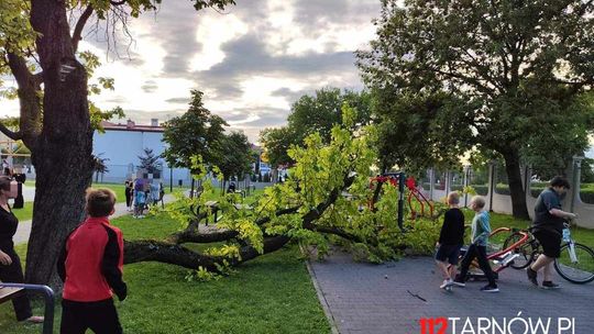 Drzewo spadło na dziewczynkę w Parku Strzeleckim. Trafiła do szpitala