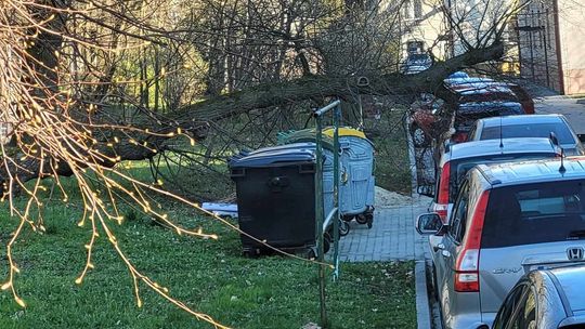 Drzewo spadło na samochód w Dąbrowie Tarnowskiej