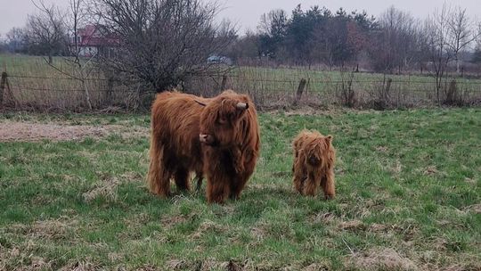 Gosławice. Strażacy wezwani do spłoszonych byków, które biegały po miejscowości Gosławice. Strażacy wezwani do spłoszonych byków, które biegały po miejscowości