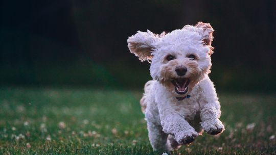 Jak mokra karma Perro wspomaga zdrowie i witalność Twojego pupila?