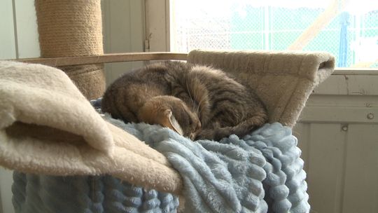 Jak wygląda sytuacja zwierząt w tarnowskim azylu? Jest komunikat wojewody, a miasto dementuje doniesienia medialne