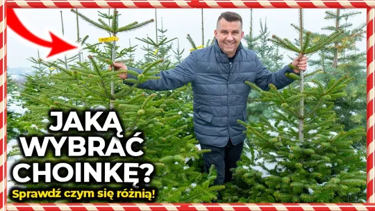 Jaką choinkę na Święta wybrać -poradnik.