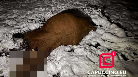 Krowy porażone prądem pod Tarnowem, zginęły na miejscu