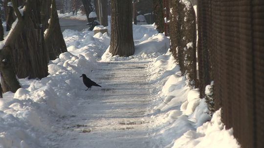 Mandaty za nieodśnieżone chodniki. Straż miejska karze mieszkańców Tarnowa