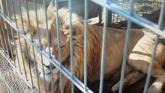 Mieszkaniec Czchowa nielegalnie posiadał i przetrzymywał lwy oraz tygrysa Mieszkaniec Czchowa nielegalnie posiadał i przetrzymywał lwy oraz tygrysa