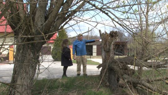 Mieszkaniec Radgoszczy od 5 lat walczy o uszkodzone drzewa. Liczył na ponad 300 tysięcy zadośćuczynienia. Sąd orzekł, że otrzyma 2 tysiące