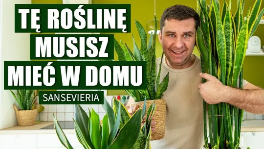 Najlepsza roślina do domu. Sansiewiera prawdziwy skarb, daje tlen i oczyszcza powietrze Najlepsza roślina do domu. Sansiewiera prawdziwy skarb, daje tlen i oczyszcza powietrze