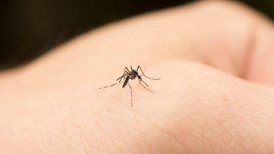 Najlepsze domowe sposoby na komary