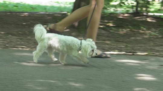 Nie tylko ludziom jest gorąco – ochrona zwierząt w czasie lata Nie tylko ludziom jest gorąco – ochrona zwierząt w czasie lata
