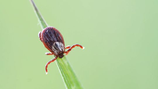 Niepokojący wzrost zachorowań na boreliozę w powiecie tarnowskim