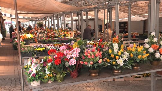 Od dymki po tulipany: Tarnowianie ruszyli na Burek po pierwsze plony i kolory