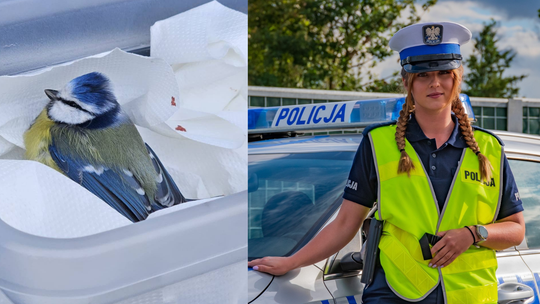Oświęcimska policjantka ocaliła życie sikorki modraszki Oświęcimska policjantka ocaliła życie sikorki modraszki