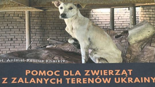 OTOZ Animals organizuje w Tarnowie zbiórkę dla zwierząt z obwodu chersońskiego