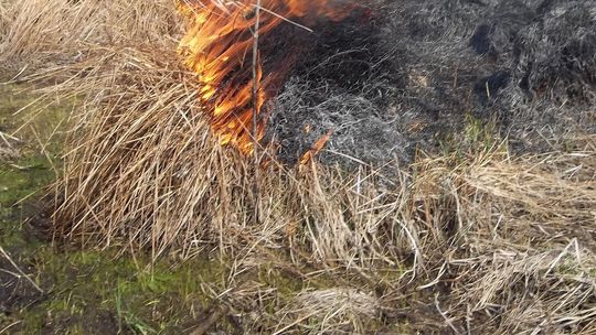 Policja ostrzega: wypalanie traw jest niebezpieczne, szkodliwe i karalne