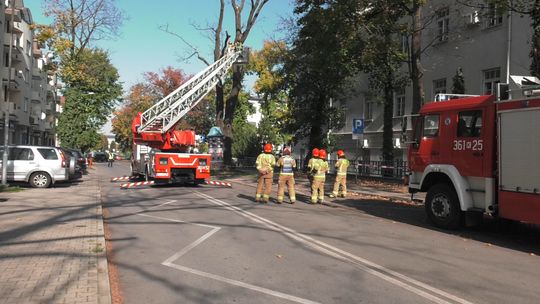 "Pomnik przyrody" zagrażał przechodniom, strażacy obcięli drzewo w centrum Tarnowa