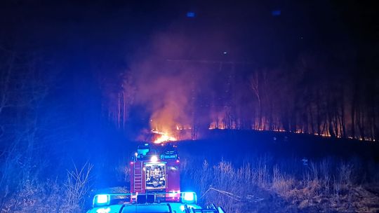 Ponad dwudziestu strażaków gasiło pożar w Morzychnie. Spłonęły dwa hektary nieużytków i zarośli