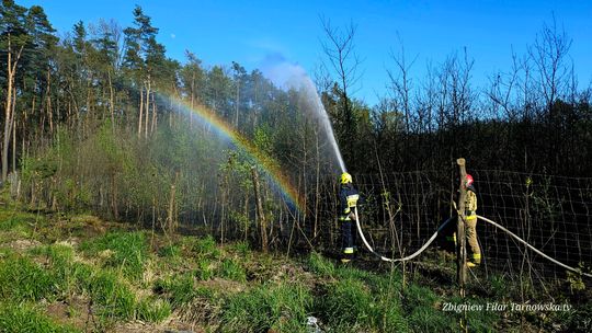 Pożar lasu w gminie Radłów. W działaniach liczne jednostki straży pożarnej