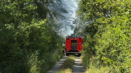 Pożar lasu w powiecie dąbrowskim. W akcji 7 zastępów straży!