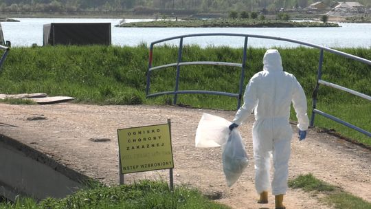 Ptasia grypa pod Tarnowem. Setki martwych mew zbierają służby weterynaryjne
