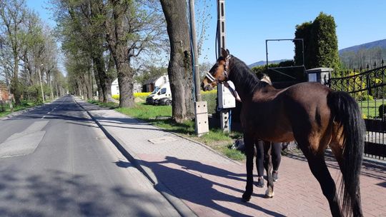 Rumak na „gigancie”... ruszył ze Śląska w Małopolskę