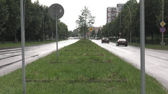 Sądowy spór o lipy trwa. Tranów planuje nowe nasadzenia