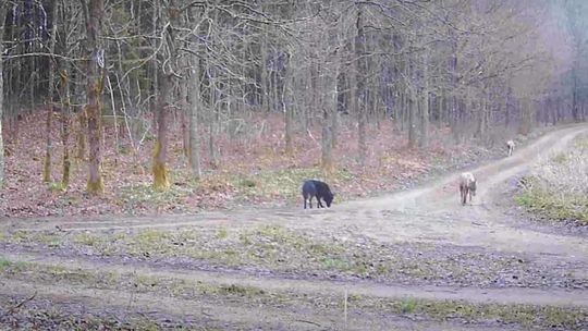 Skrzyżowanie psa z wilkiem? Leśnicy sprawdzą, czym jest czarny odmieniec [VIDEO]