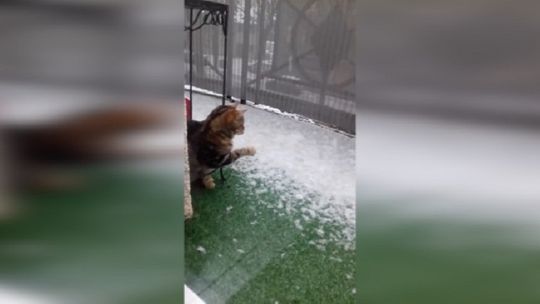 Śnieg we Francji zaskoczył nawet kota