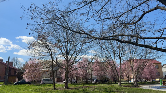 Tarnów walczy z „betonozą”. Miasto zdiagnozuje i wyeliminuje wyspy ciepła