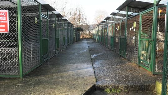 Tarnowski azyl w obliczu zimy: adopcje, karma i wsparcie mieszkańców
