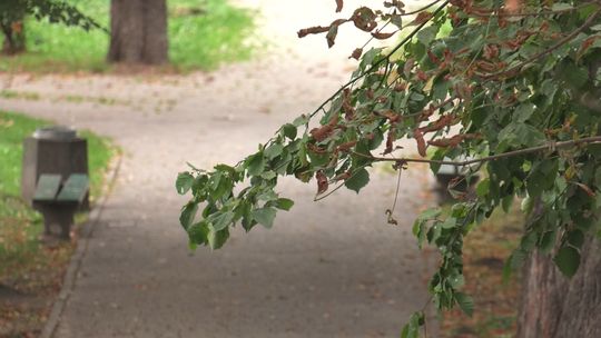 Tarnowskie Planty odrodzą się na nowo. Miasto zdobyło 6 mln zł na ich rewitalizację