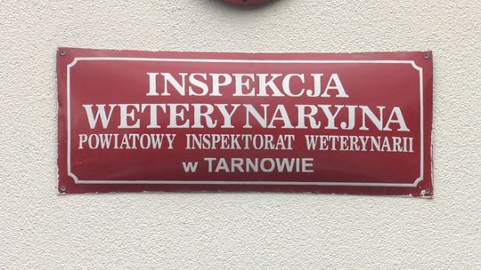Trwa szczepienie lisów w powiecie tarnowskim