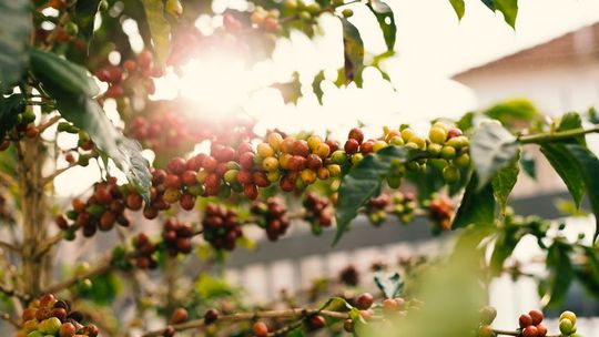 W jakich regionach świata uprawia się kawę?