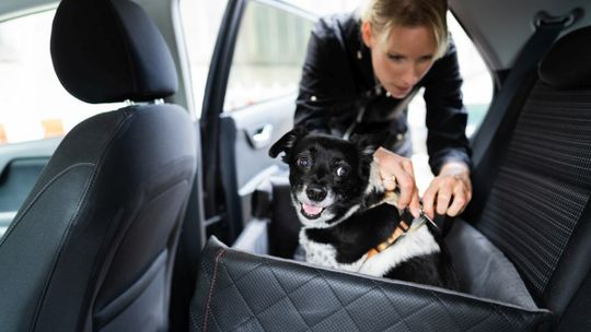 Wakacyjne podróżowanie z psem w samochodzie. Jak bezpiecznie jeździć z pupilem