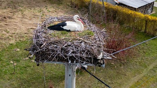 Wiosna wraca do Gminy Tarnów. Pojawiły się bociany