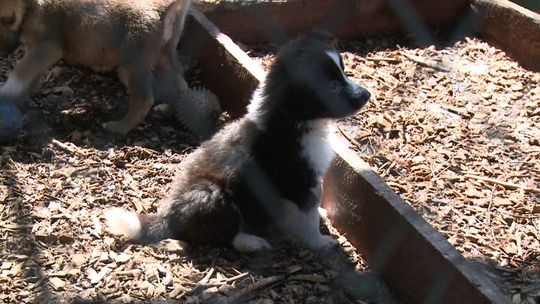 Wirtualna adopcja jedną z propozycji tarnowskiego Azylu