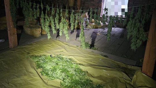 Zatrzymany z ponad 3,7 kg narkotyków – 31-latek z powiatu tarnowskiego odpowie za posiadanie znacznej ilości środków odurzających