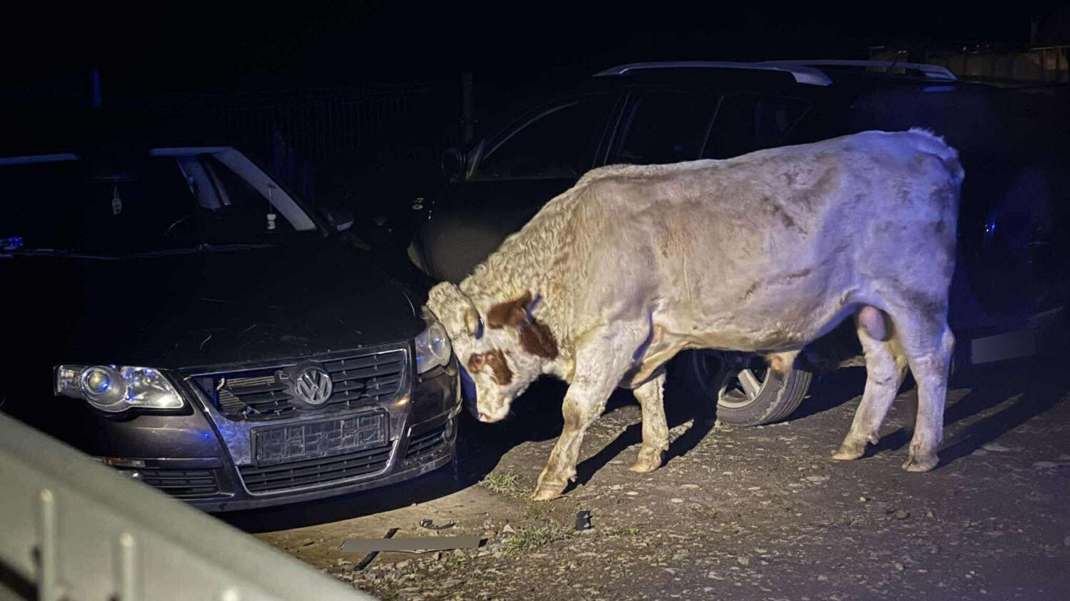Agresywne byki staranowały samochody w Małopolsce, poturbowały właściciela
