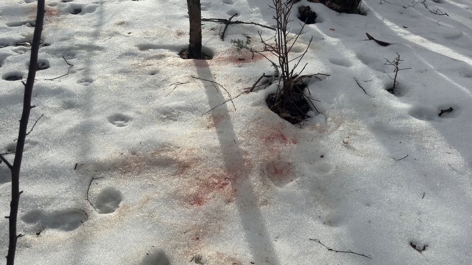 Ataki wilków w Borowej: zwierzęta giną, mieszkańcy żyją w strachu