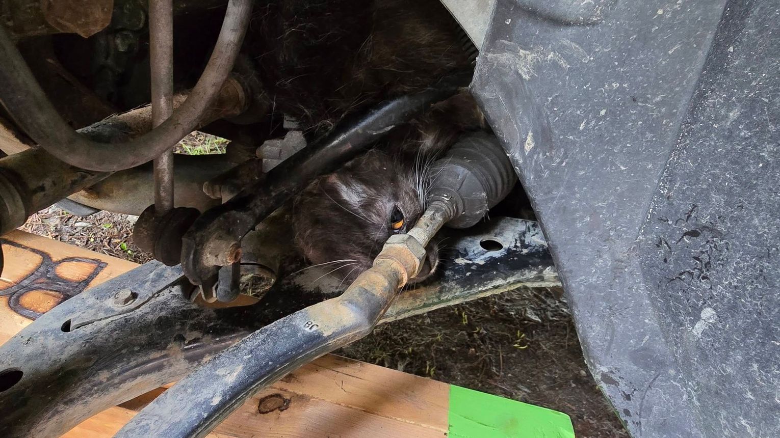 DRAMAT POD MASKĄ! Kot zaklinowany w komorze silnika. Interweniowali strażacy