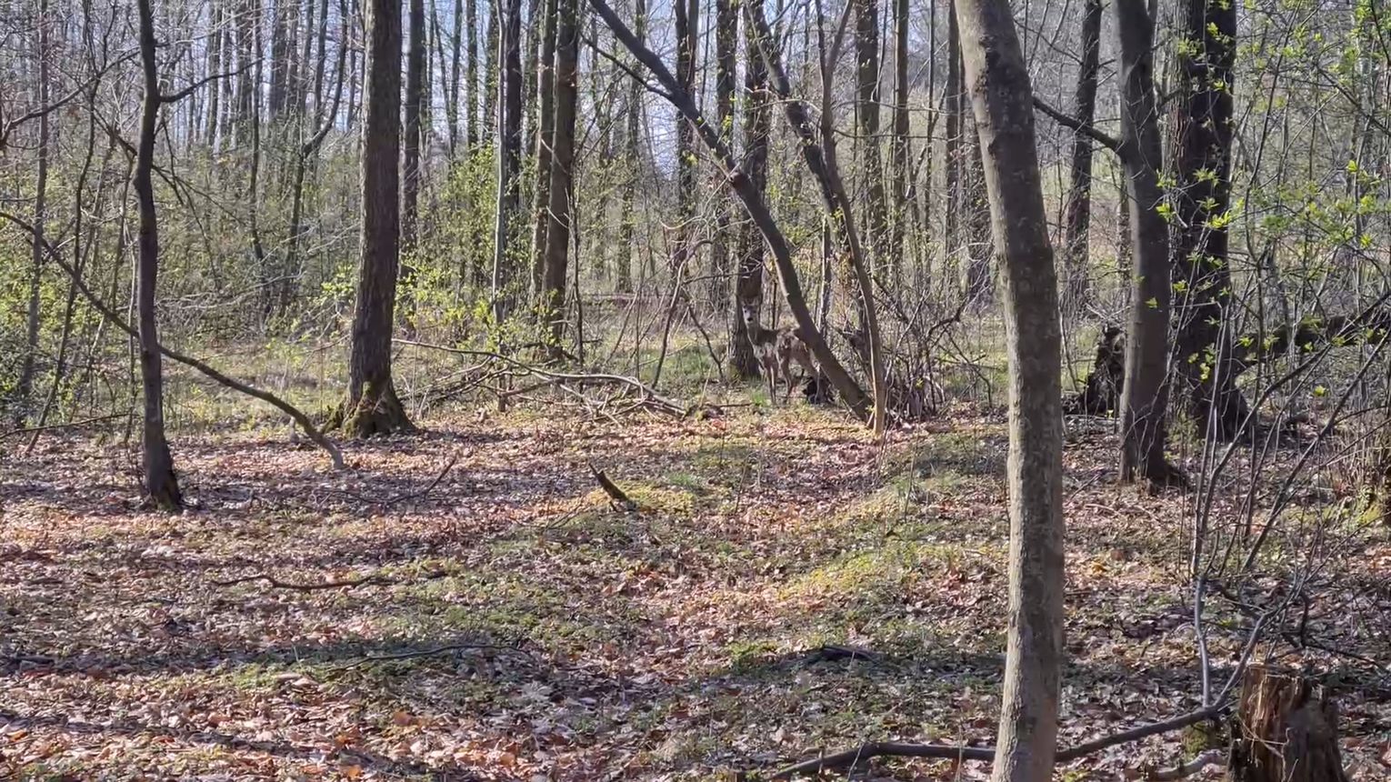 Dzikie zwierzęta częściej widoczne wiosną. Jak z nimi postępować wyjaśnia Powiatowy Lekarz Weterynarii w Tarnowie