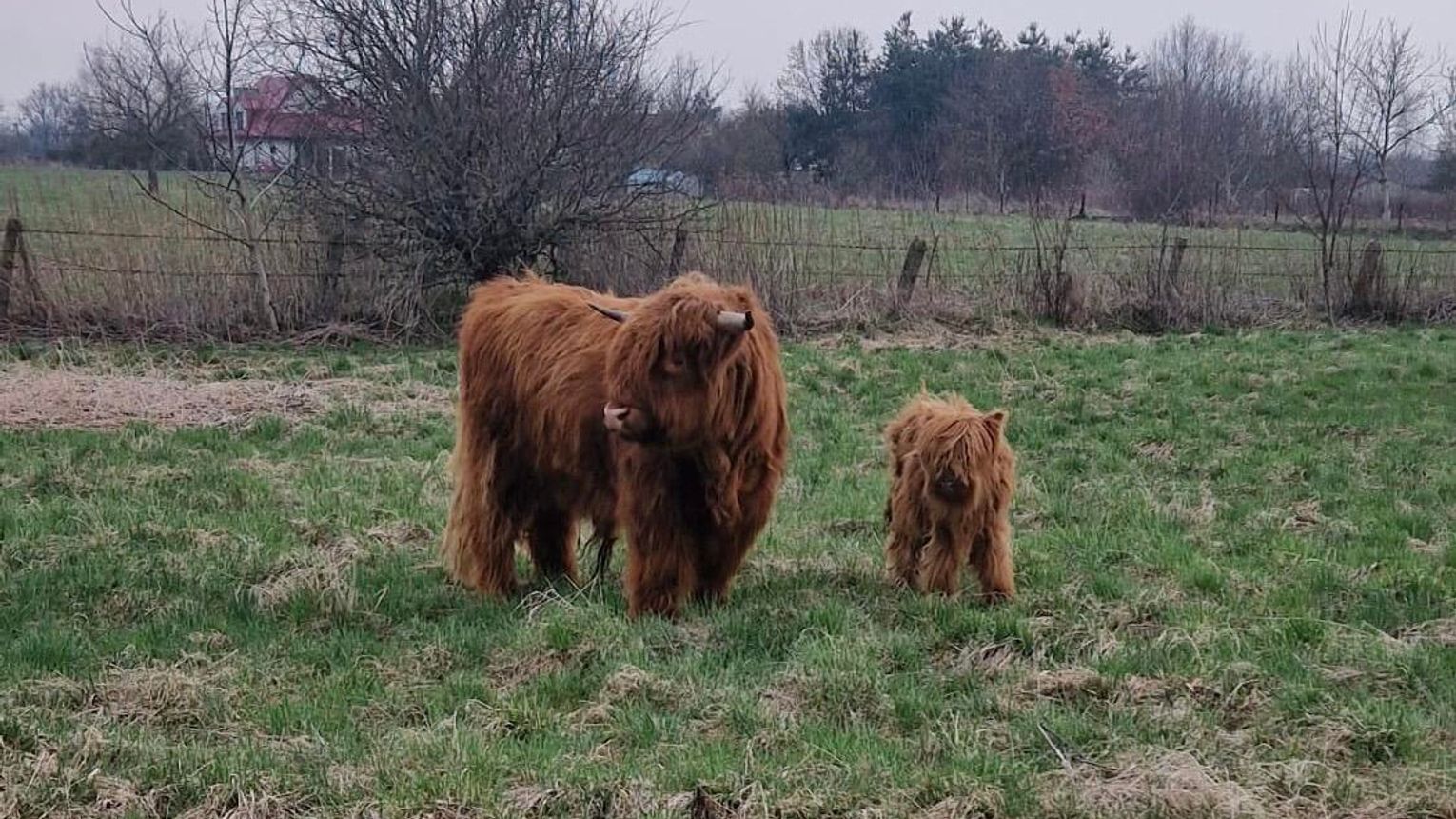 Gosławice. Strażacy wezwani do spłoszonych byków, które biegały po miejscowości