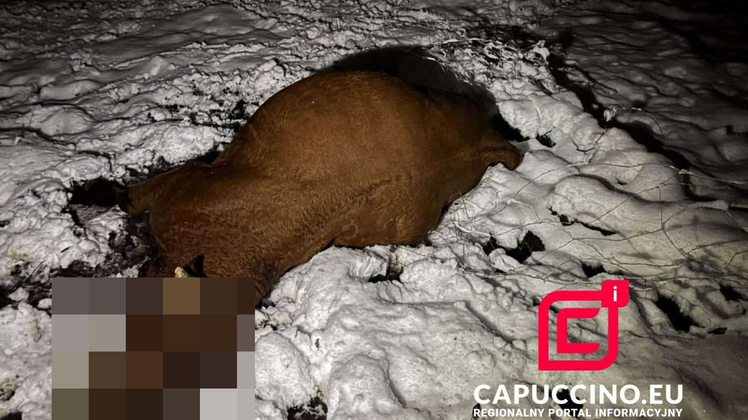 Krowy porażone prądem pod Tarnowem, zginęły na miejscu