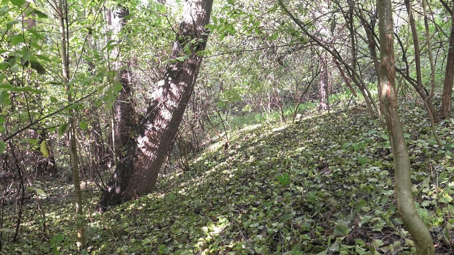 Park "Grabówka" powstanie w centrum Zbylitowskiej Góry