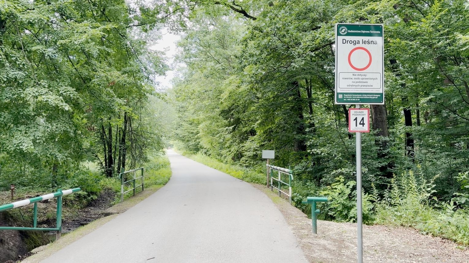 Spotkanie z wilkiem w lesie? Warto wiedzieć, jak się zachować